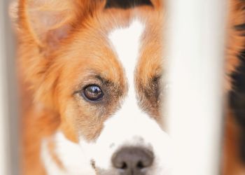 Dzień Prawnej Ochrony Zwierząt w&nbsp;Rzeszowie. Warsztaty i&nbsp;panele dla mieszkańców