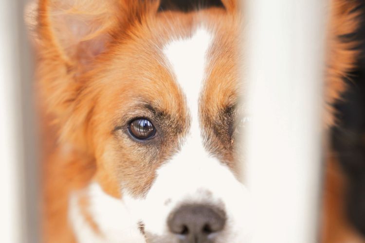 Dzień Prawnej Ochrony Zwierząt w&nbsp;Rzeszowie. Warsztaty i&nbsp;panele dla mieszkańców