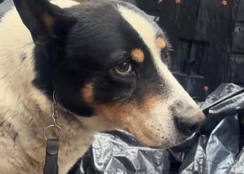 „Radioaktywne jedzenie dla psa”. Sprawą zajmuje się prokuratura w&nbsp;Rzeszowie