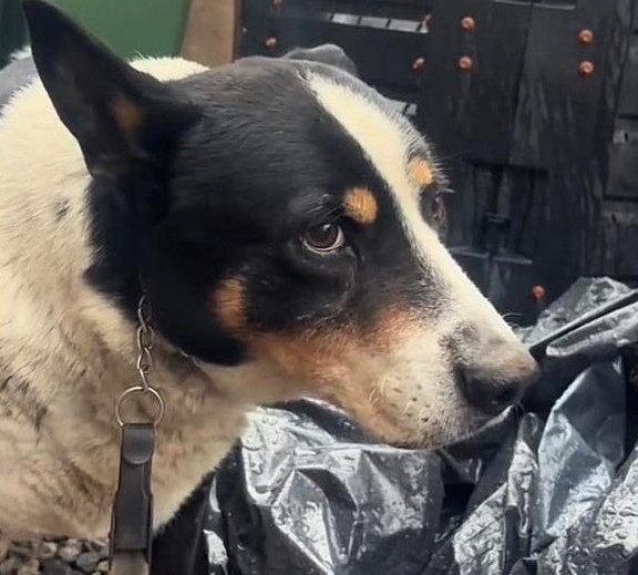 „Radioaktywne jedzenie dla psa”. Sprawą zajmuje się prokuratura w&nbsp;Rzeszowie