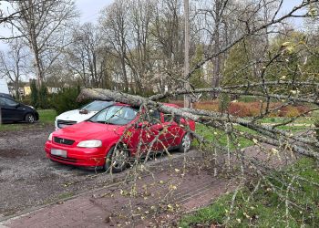 Gwałtowna wichura w&nbsp;powiecie lubaczowskim – liczne zniszczenia i&nbsp;powalone drzewa
