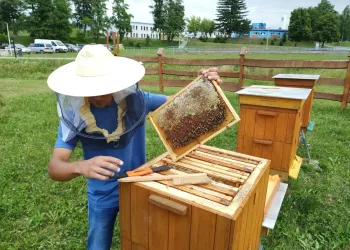 Nowe obowiązki pszczelarzy – rejestracja pasiek i&nbsp;zmiany w&nbsp;zwalczaniu chorób pszczół