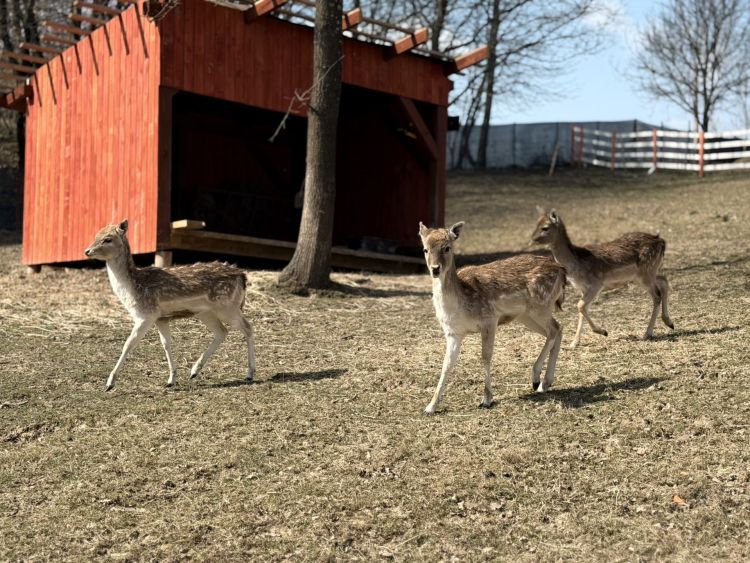 Rozbudowa Mini Zoo w Jaworniku Polskim. Nowe zwierzęta i ambitne plany właściciela - Polskie Radio Rzeszów