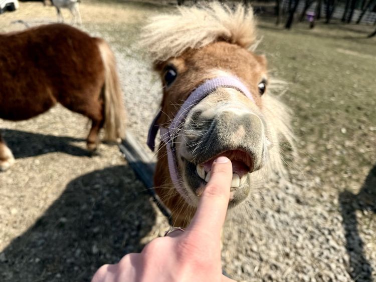 Rozbudowa Mini Zoo w Jaworniku Polskim. Nowe zwierzęta i ambitne plany właściciela - Polskie Radio Rzeszów