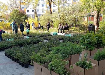 „Drzewko za&nbsp;makulaturę” w&nbsp;Stalowej Woli. Tysiące sadzonek dla mieszkańców