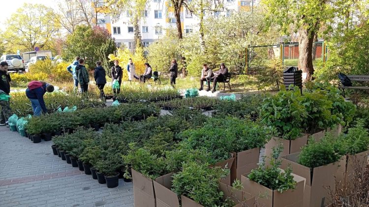 „Drzewko za&nbsp;makulaturę” w&nbsp;Stalowej Woli. Tysiące sadzonek dla mieszkańców