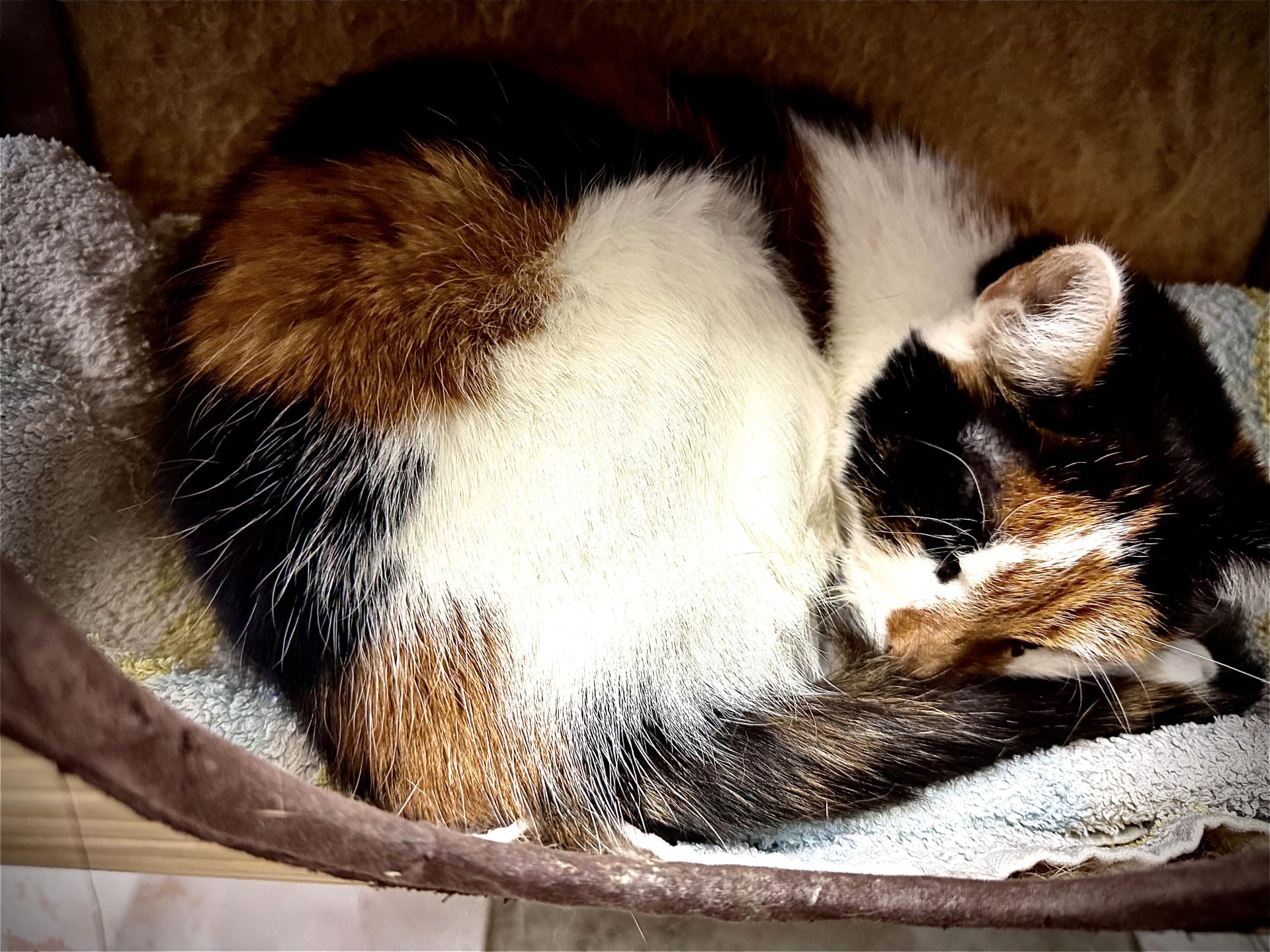 Dlaczego psy liżą? Eksperci wyjaśniają, kiedy to czułość, a kiedy sygnał stresu lub choroby - Polskie Radio Rzeszów