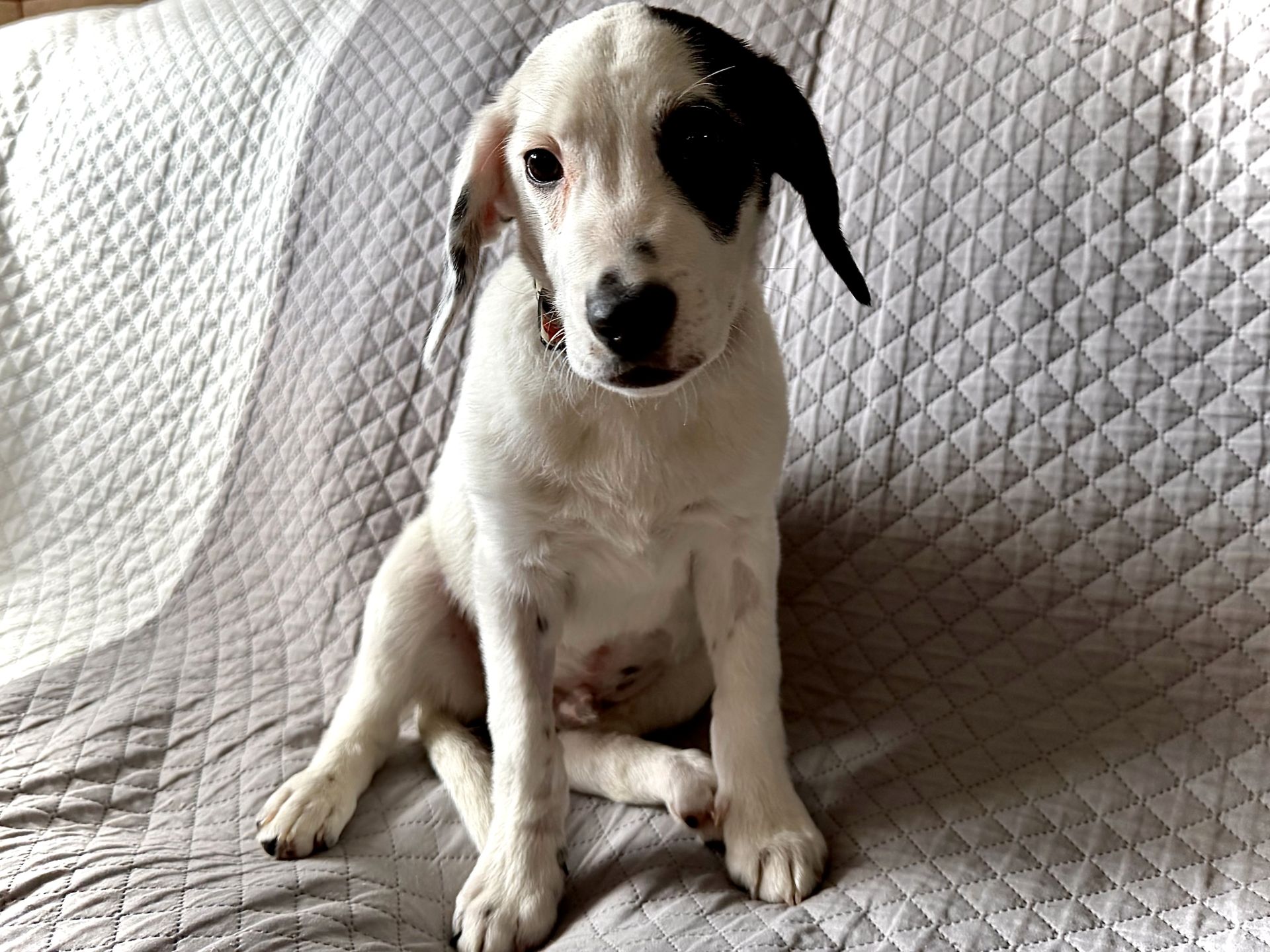 Dlaczego psy liżą? Eksperci wyjaśniają, kiedy to czułość, a kiedy sygnał stresu lub choroby - Polskie Radio Rzeszów