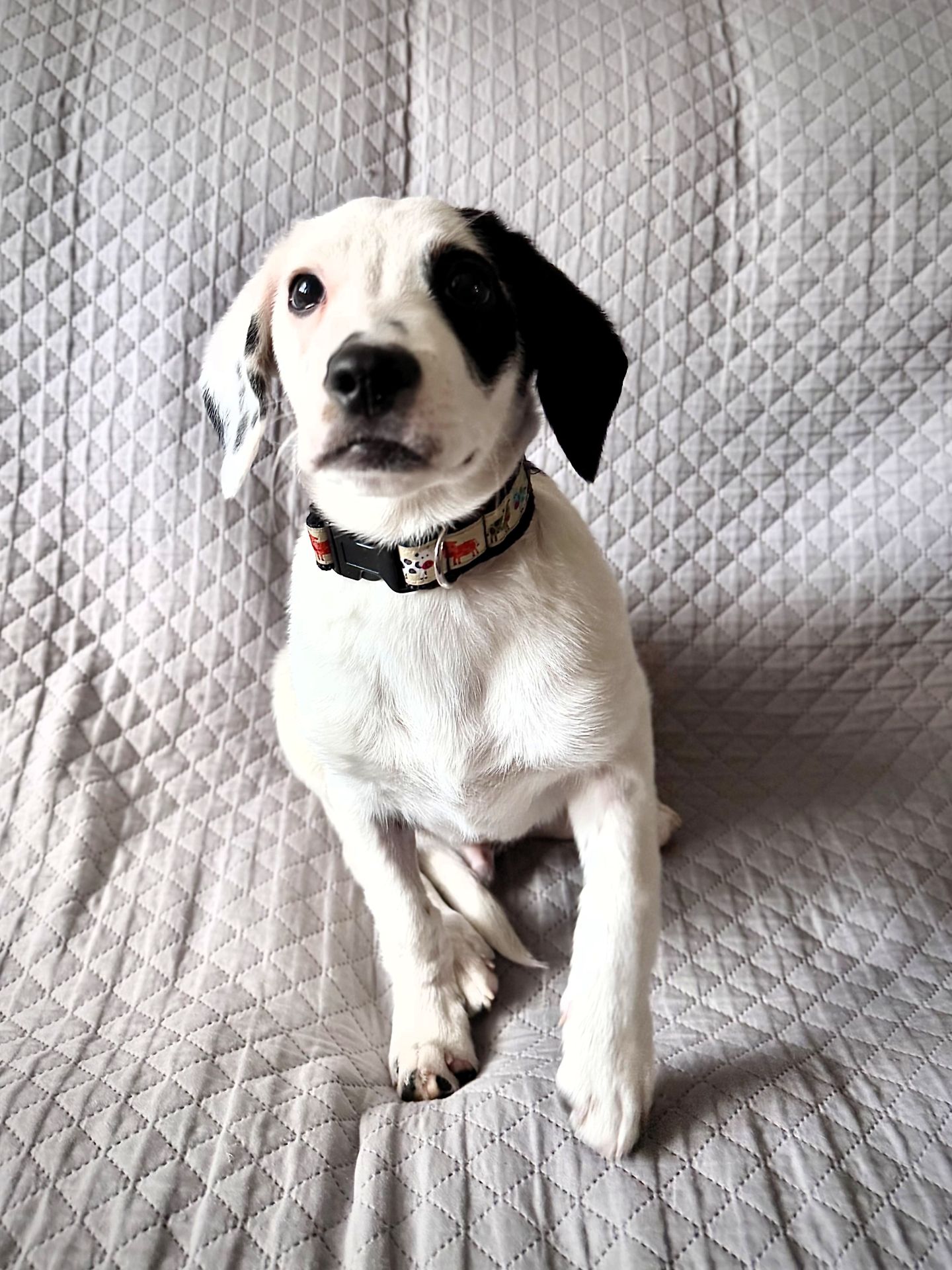 Dlaczego psy liżą? Eksperci wyjaśniają, kiedy to czułość, a kiedy sygnał stresu lub choroby - Polskie Radio Rzeszów