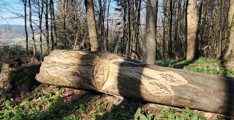 Rezerwat „Dyrbek” w Bezmiechowej – idealne miejsce na świąteczny spacer 1 - Polskie Radio Rzeszów Rezerwat „Dyrbek” w Bezmiechowej – idealne miejsce na świąteczny spacer - Polskie Radio Rzeszów