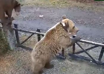 Niedźwiedzica z&nbsp;młodymi na&nbsp;prywatnej posesji w&nbsp;Wołkowyi. Mieszkańcy zaniepokojeni [WIDEO]