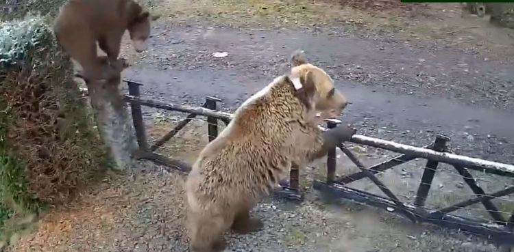 Niedźwiedzica z&nbsp;młodymi na&nbsp;prywatnej posesji w&nbsp;Wołkowyi. Mieszkańcy zaniepokojeni [WIDEO]