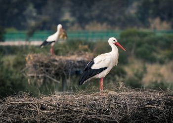 Zbliża się kulminacja wiosennej migracji ptaków w&nbsp;Polsce
