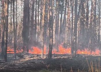 Podczas próby kradzieży drzewa doprowadził do&nbsp;pożaru lasu i&nbsp;sam mógł zginąć. Pożar w&nbsp;Nadleśnictwie Lubaczów