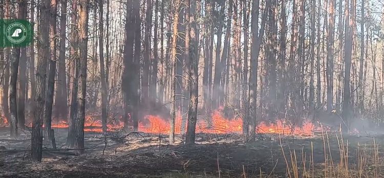 Podczas próby kradzieży drzewa doprowadził do pożaru lasu i sam mógł zginąć. Pożar w Nadleśnictwie Lubaczów 1 - Polskie Radio Rzeszów Podczas próby kradzieży drzewa doprowadził do pożaru lasu i sam mógł zginąć. Pożar w Nadleśnictwie Lubaczów