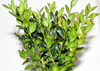 Dlaczego Wielkanoc zawsze była zielona? 3 - Polskie Radio Rzeszów Dlaczego Wielkanoc zawsze była zielona?