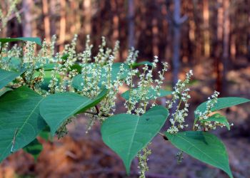 Kto śpiewa w&nbsp;kwietniowym lesie?