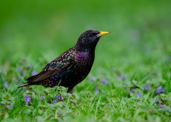 Ptak, który&nbsp;dużo ma&nbsp;do&nbsp;powiedzenia