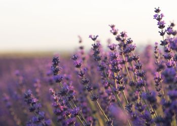 Lawenda po&nbsp;zimie potrzebuje wsparcia