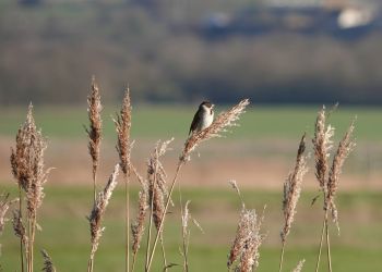 Dlaczego zwierzętom też trzeba parasola?
