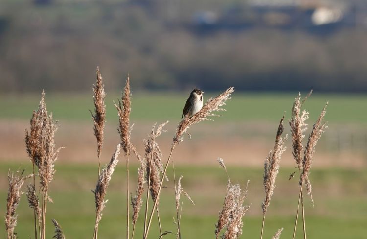 Dlaczego zwierzętom też trzeba parasola?