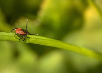 Dlaczego kleszcze mają się coraz lepiej?