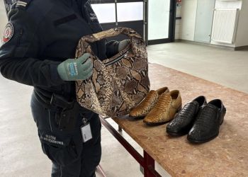 Egzotyczne skóry w&nbsp;bagażniku. Nielegalny transport zatrzymany przez&nbsp;KAS