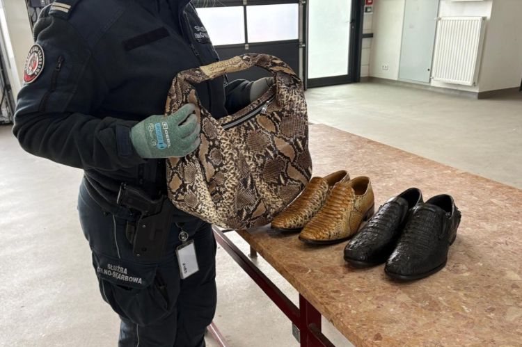 Egzotyczne skóry w&nbsp;bagażniku. Nielegalny transport zatrzymany przez&nbsp;KAS