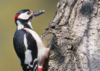 Wielki dzięcioł średni
