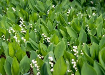 38-latek zatruł się liśćmi konwalii. Kupił je&nbsp;przed&nbsp;rzeszowskim targowiskiem jako niedźwiedzi czosnek