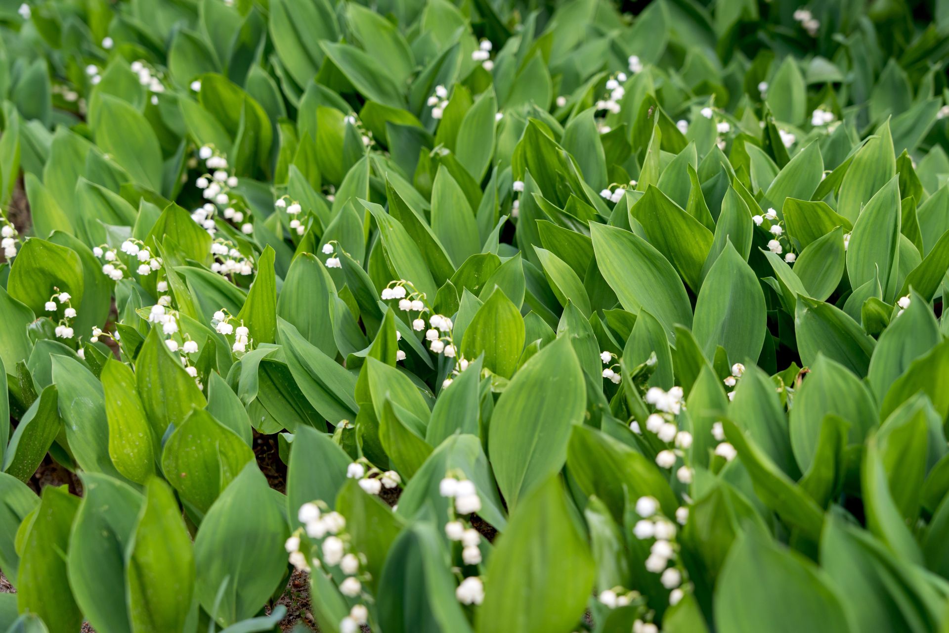 38-latek zatruł się liśćmi konwalii. Kupił je przed rzeszowskim targowiskiem jako niedźwiedzi czosnek - Polskie Radio Rzeszów