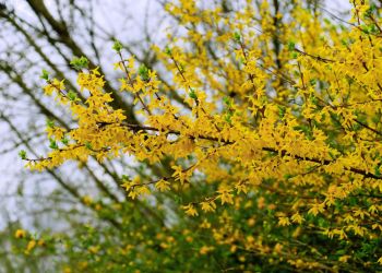 Dlaczego forsycja nie&nbsp;kwitnie? Najczęstsze błędy w&nbsp;pielęgnacji i&nbsp;przycinaniu krzewu