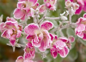 Przymrozki w&nbsp;sadach. Ekspert uspokaja: to&nbsp;nie&nbsp;oznacza katastrofy