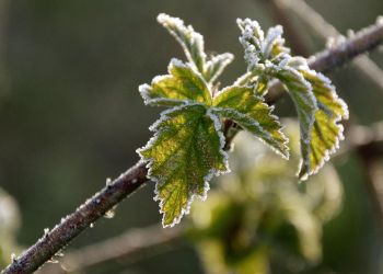 Kolejna noc z&nbsp;przymrozkami, lokalnie nawet do&nbsp;-10 st. C