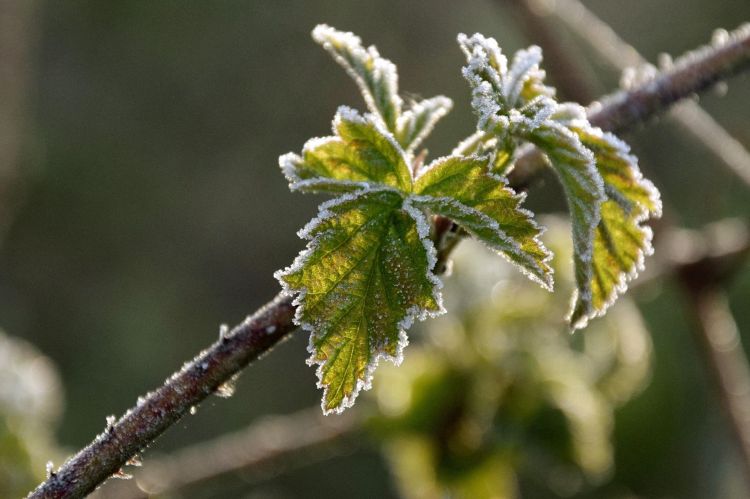 Kolejna noc z przymrozkami, lokalnie nawet do -10 st. C 1 - Polskie Radio Rzeszów Kolejna noc z przymrozkami, lokalnie nawet do -10 st. C