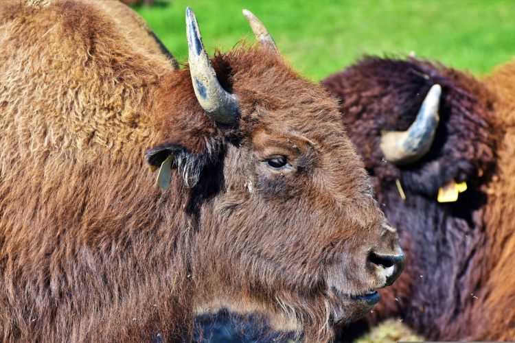 Młody żubr padł w&nbsp;Bieszczadach po&nbsp;zderzeniu z&nbsp;samochodem