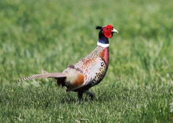 Ko-koniecznie o&nbsp;kurkach polnych