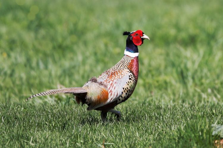 Ko-koniecznie o&nbsp;kurkach polnych