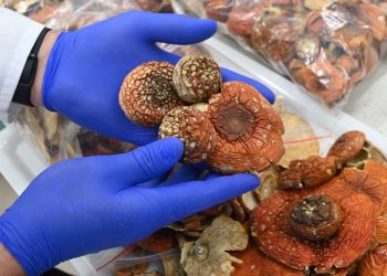 Nietypowy przemyt w&nbsp;Medyce. W&nbsp;paczkach znaleziono ponad 5 kilogramów suszonych grzybów