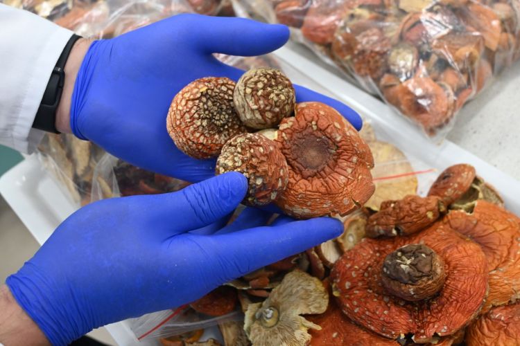 Nietypowy przemyt w&nbsp;Medyce. W&nbsp;paczkach znaleziono ponad 5 kilogramów suszonych grzybów