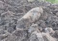 Bomba lotnicza na&nbsp;torze motocrossowym w&nbsp;Rzeszowie. Niewybuch z&nbsp;czasów wojny