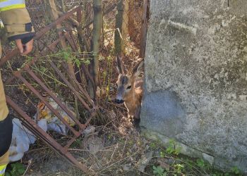 Strażacy z&nbsp;Iwonicza uwolnili młodą sarnę uwięzioną w&nbsp;ogrodzeniu