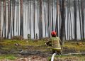 16 zastępów straży z&nbsp;Podkarpacia skierowanych do&nbsp;pożaru w&nbsp;powiecie biłgorajskim