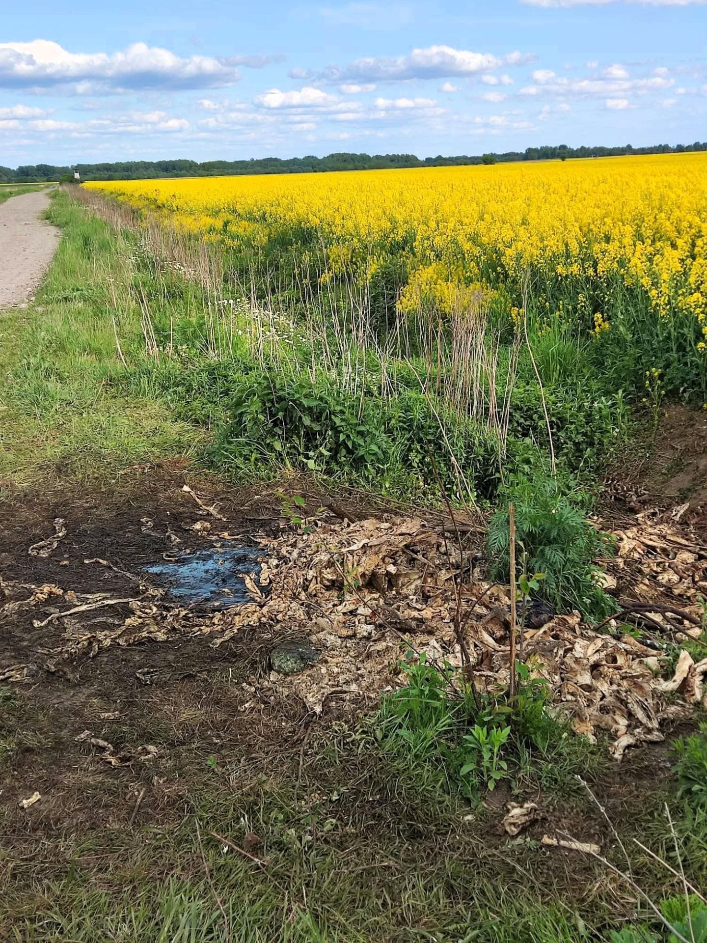 Nielegalne odpady zwierzęce na terenie Przychojca i Starego Miasta w Gminie Leżajsk - Polskie Radio Rzeszów