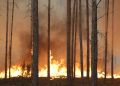 Płonie las pod&nbsp;Wołominem. Z&nbsp;ogniem walczy niemal 400 strażaków