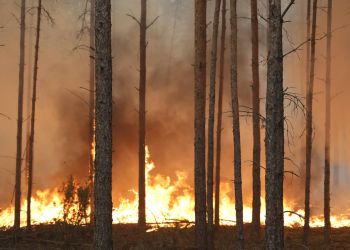 Płonie las pod&nbsp;Wołominem. Z&nbsp;ogniem walczy niemal 400 strażaków
