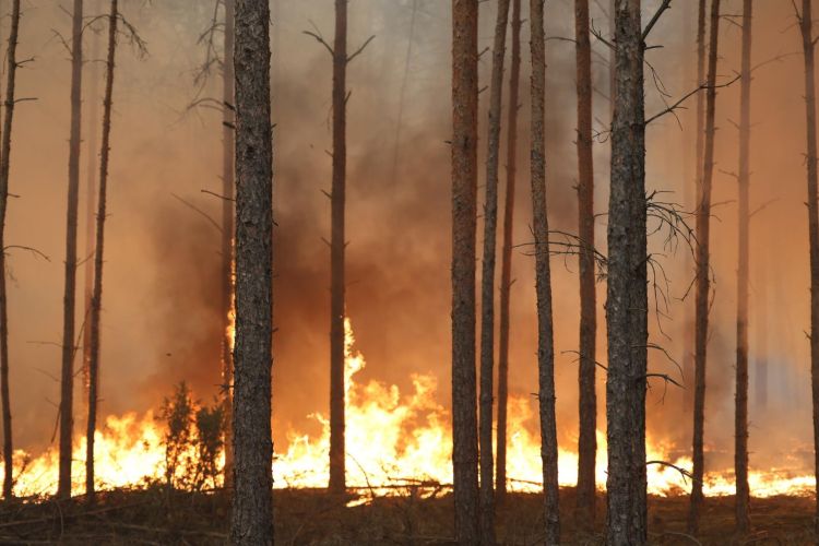 Płonie las pod Wołominem. Z ogniem walczy niemal 400 strażaków 1 - Polskie Radio Rzeszów Płonie las pod Wołominem. Z ogniem walczy niemal 400 strażaków