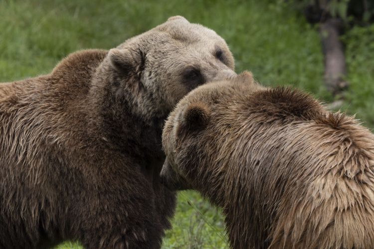 Na&nbsp;Podkarpaciu żyje 250-300 niedźwiedzi, około 20 bytuje blisko człowieka