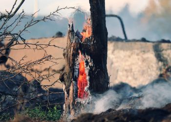 Alert RCB dla Podkarpacia i&nbsp;Lubelszczyzny. Wysokie zagrożenie pożarowe lasów