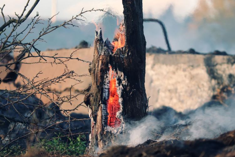 Alert RCB dla Podkarpacia i&nbsp;Lubelszczyzny. Wysokie zagrożenie pożarowe lasów